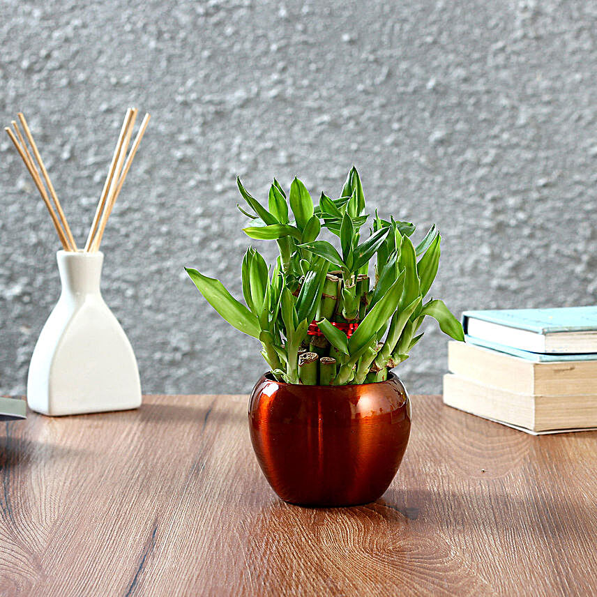 Bamboo Plant in Gift Pot:Metal Planters Delivery