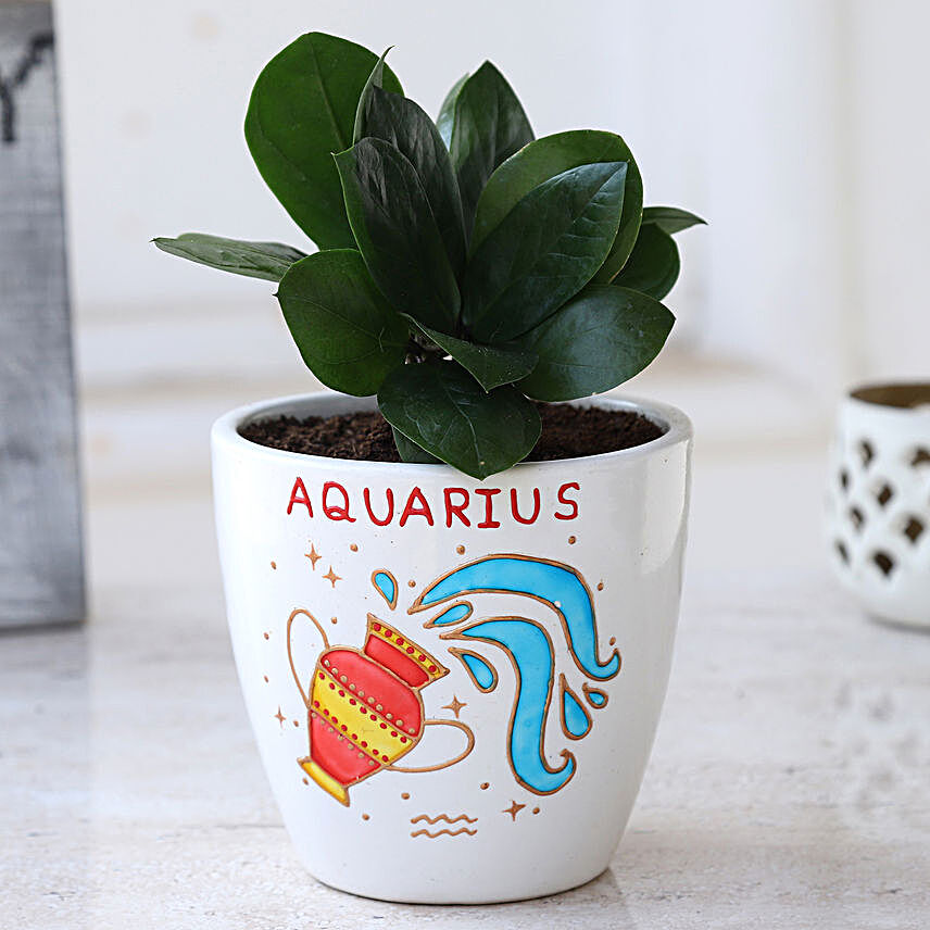 ZZ Plant In Handpainted Aquarius Pot