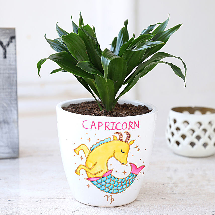 Dracaena Plant In Handpainted Capricorn Pot