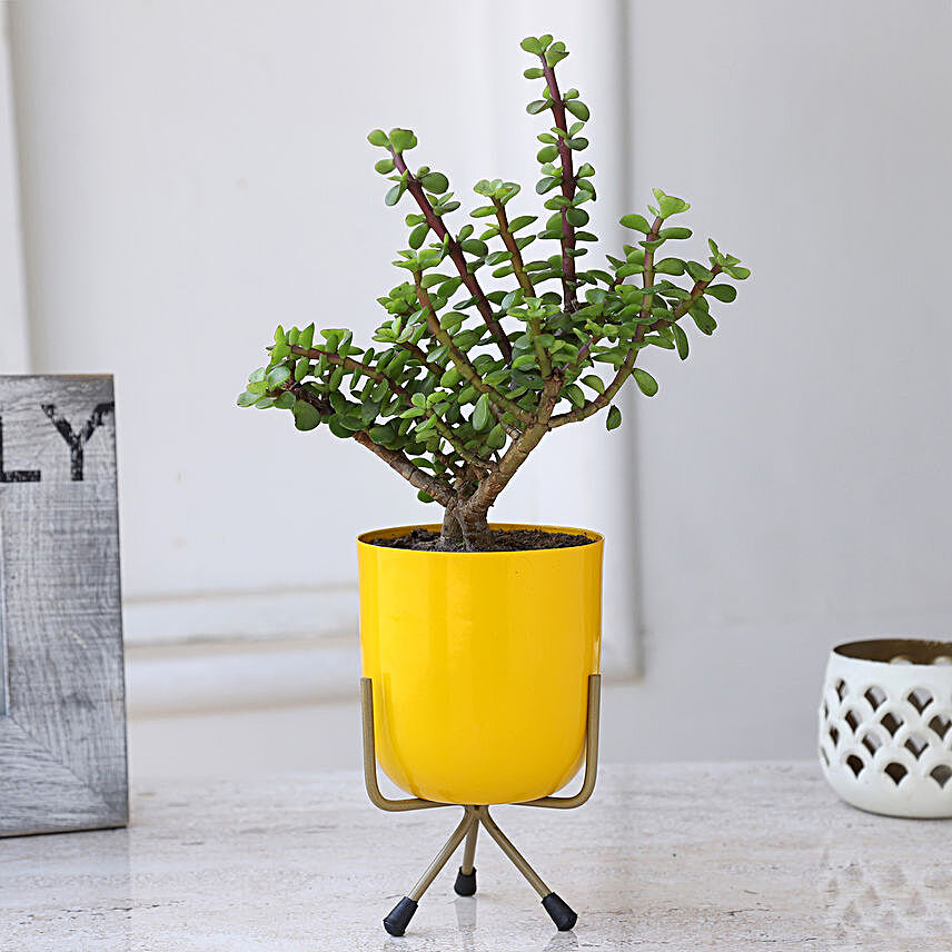 Jade Plant In Yellow Plant With Stand