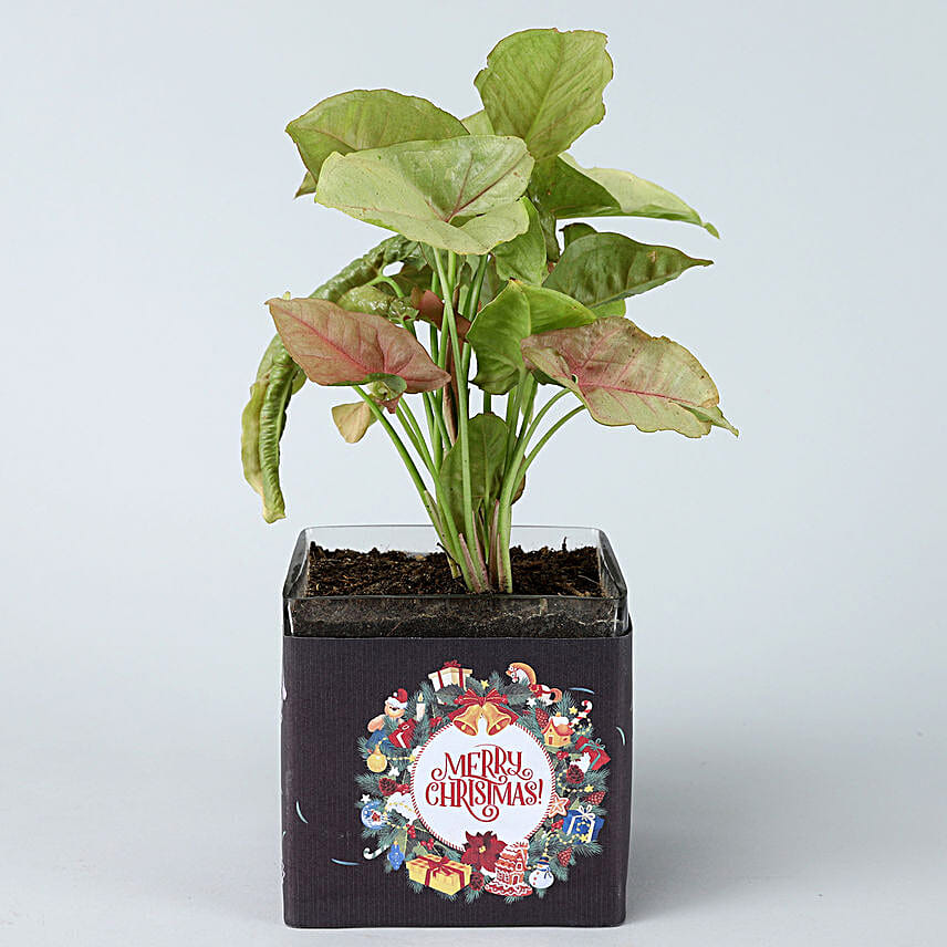Pink Syngonium Plant In Happy New Year Glass Vase