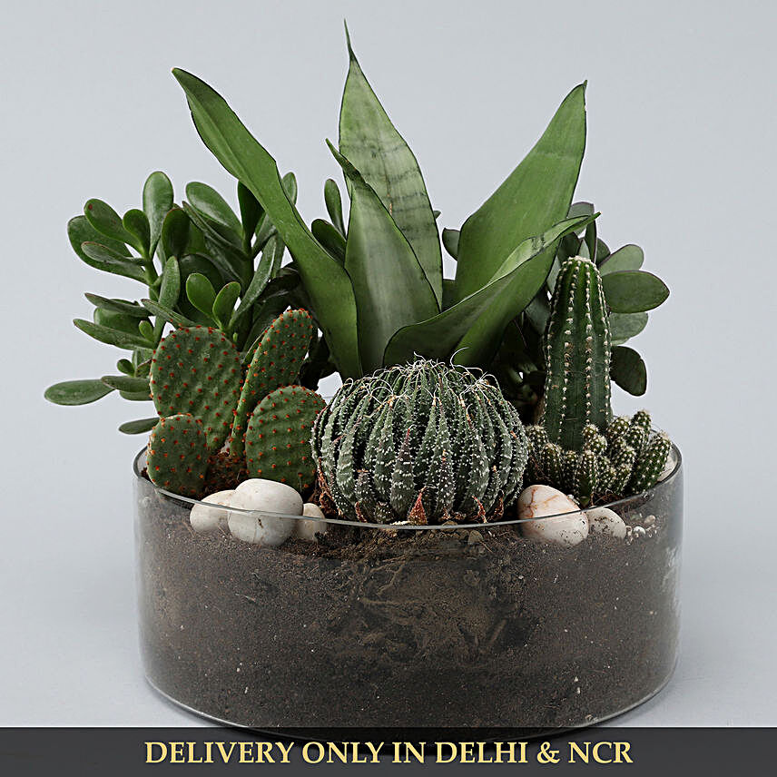 air purifying plant in vase online:Buy Dish Gardens