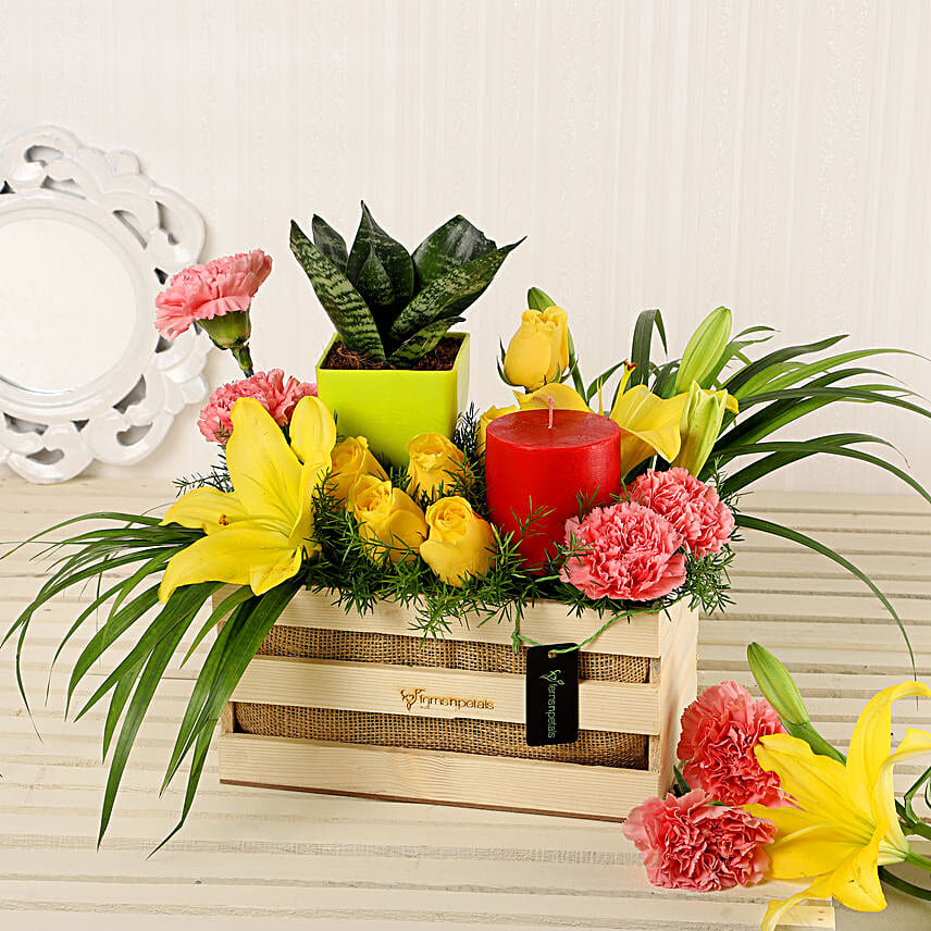 Buy Plants Online Bangalore Plant Nursery in Bangalore FNP