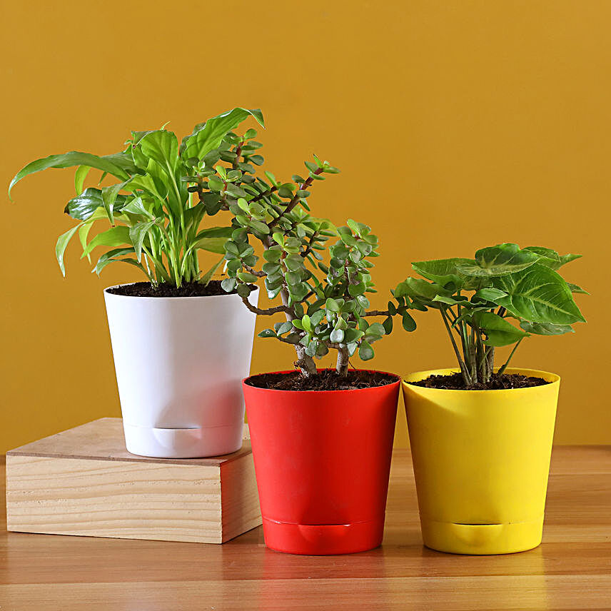 Set Of 3 Plants With Self Watering Pots