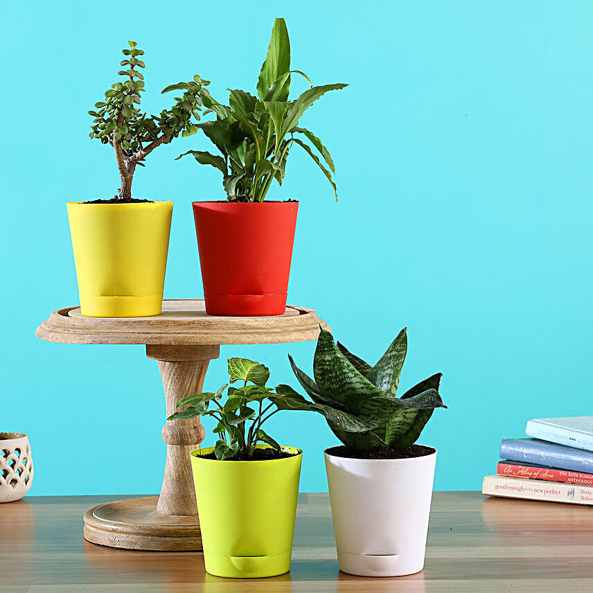 4 Plants In Multicoloured Self Watering Pots