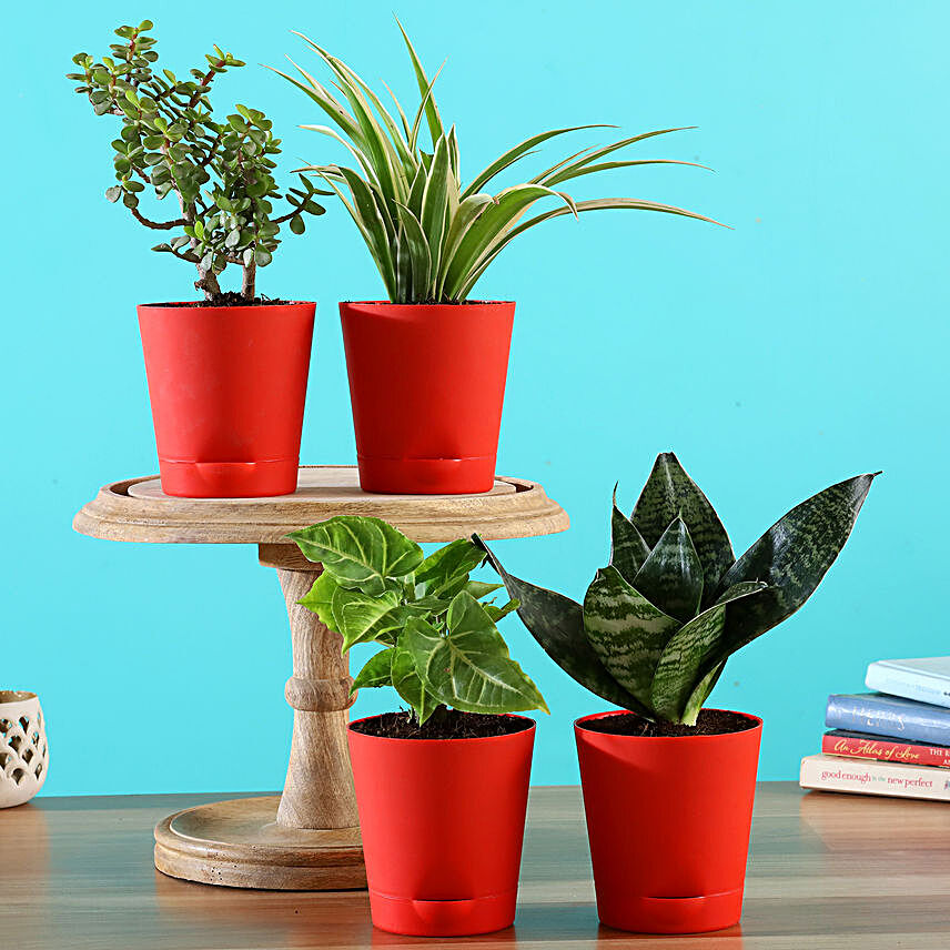 Buy Air Purifying Plants In Red Pots