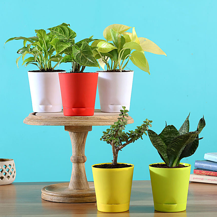 5 Indoor Outdoor Plants With Self Watering Pots