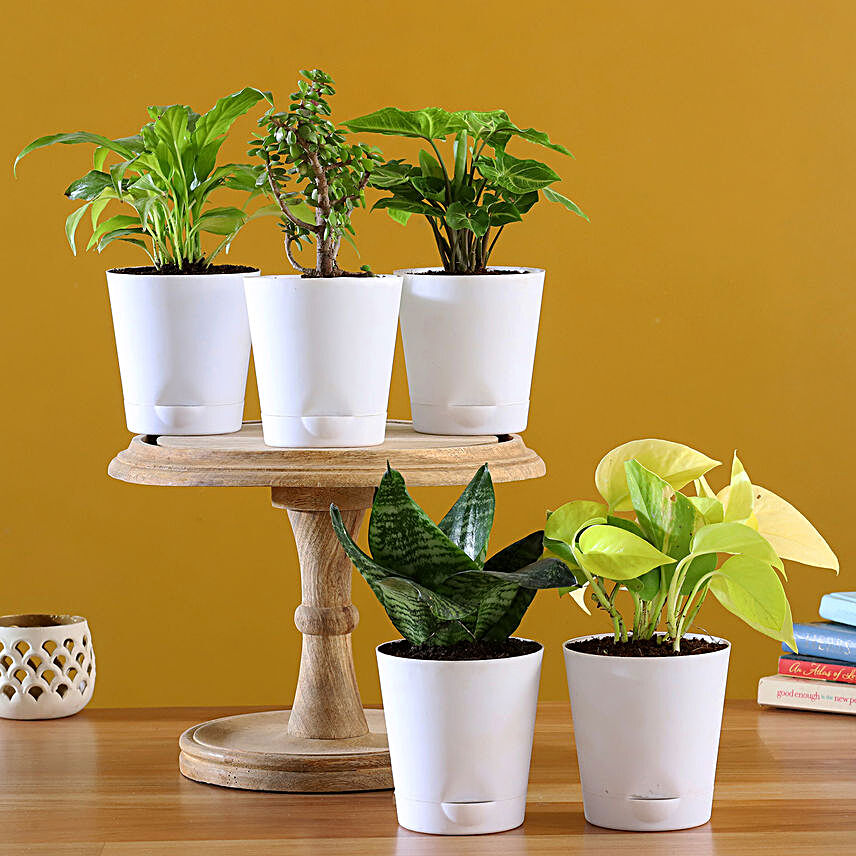 Online  Plants In White Pots
