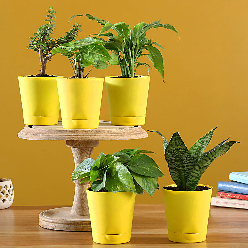 Set Of 5 Plants In Yellow Self Watering Pots