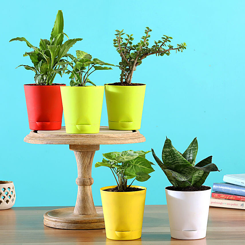 Set Of 5 Plants With Self Watering Pots