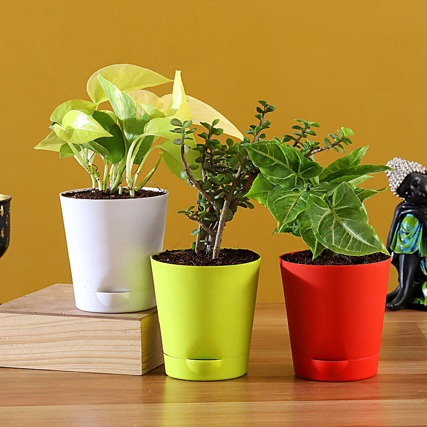 Plants Same Day Delivery in India FNP