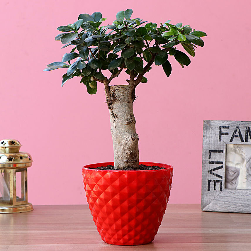Ficus Trunk Bonsai Plant In Plastic Pot