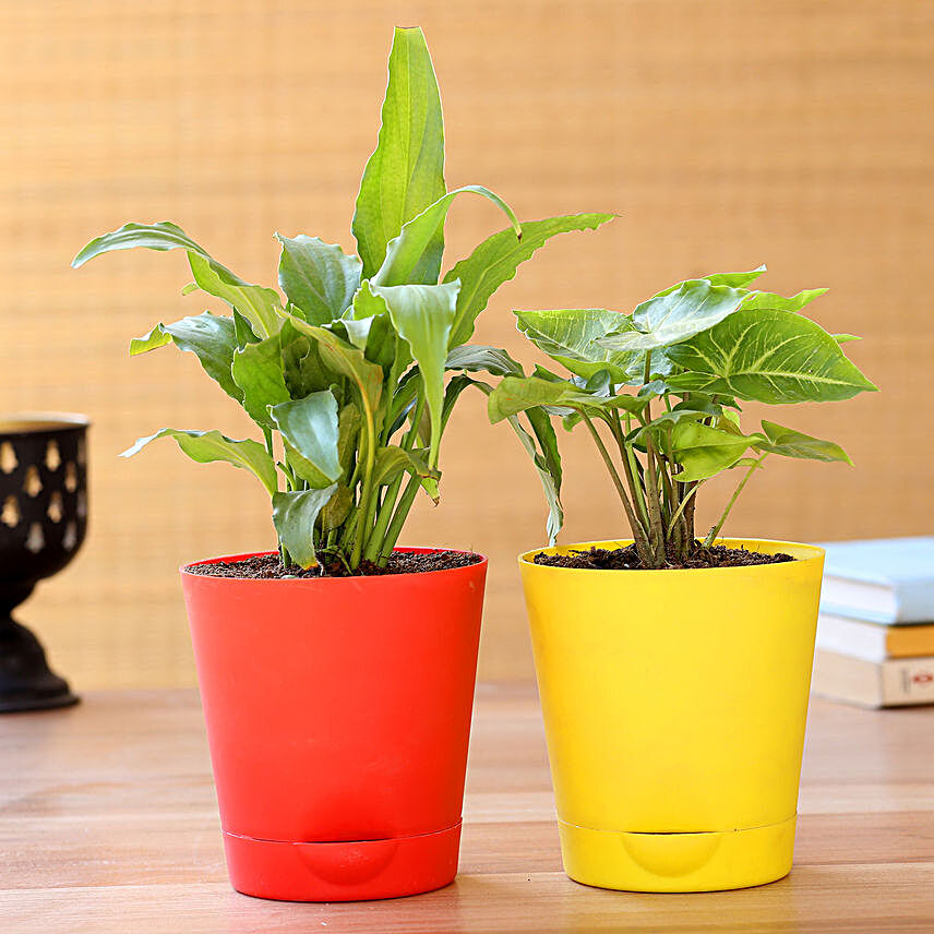 Peace Lily & Syngonium Plant In Self Watering Pots