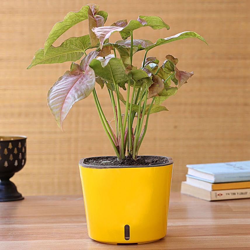 Pink Syngonium Plant In Yellow Self Watering Pot
