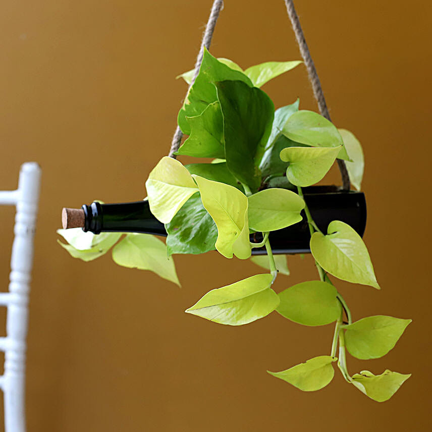 Golden Money Plant In Green Hanging Bottle Planter