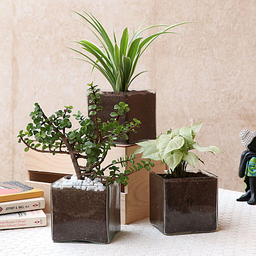 Online Set Of Plants In  Vase