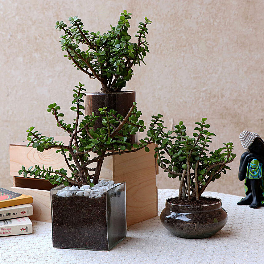 Online Jade Plants Set