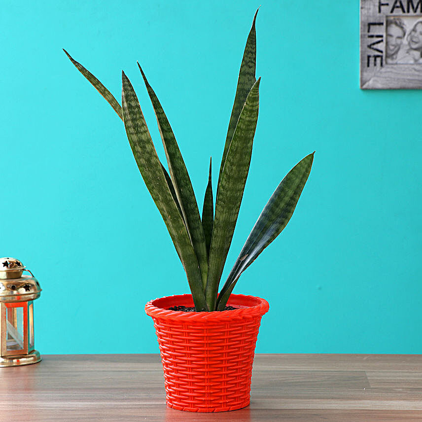 Sansevieria Green Plant In Red Shining Plastic Pot