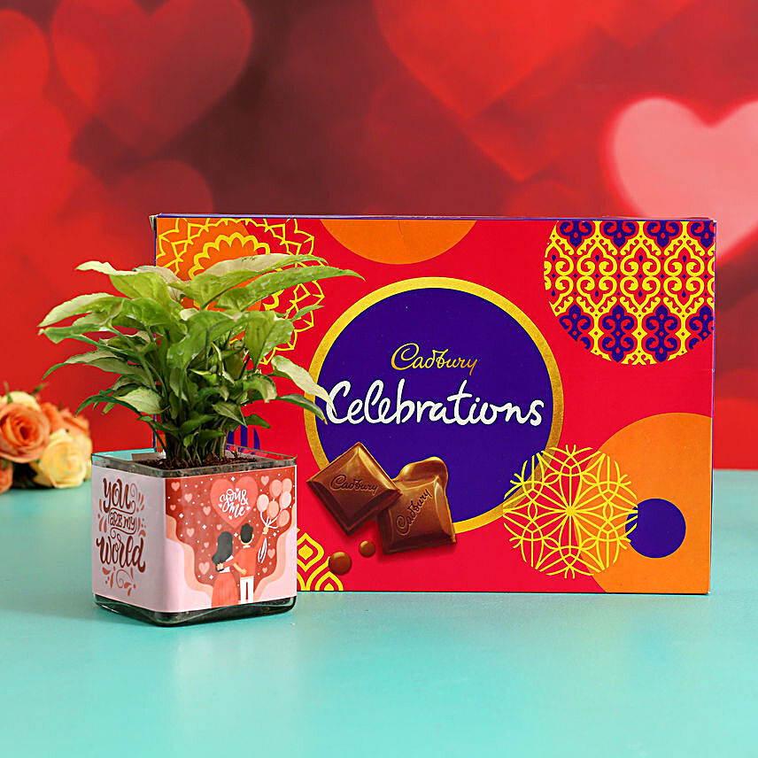 Syngonium Plant In Sticker Vase & Cadbury Celebrations