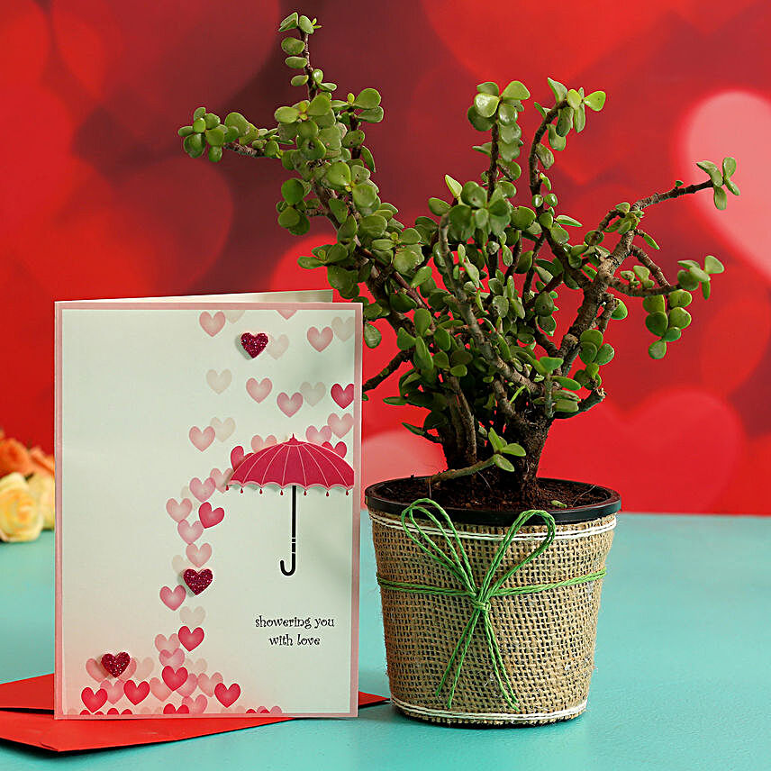 Jade Plant In Plastic Pot & Greeting Card