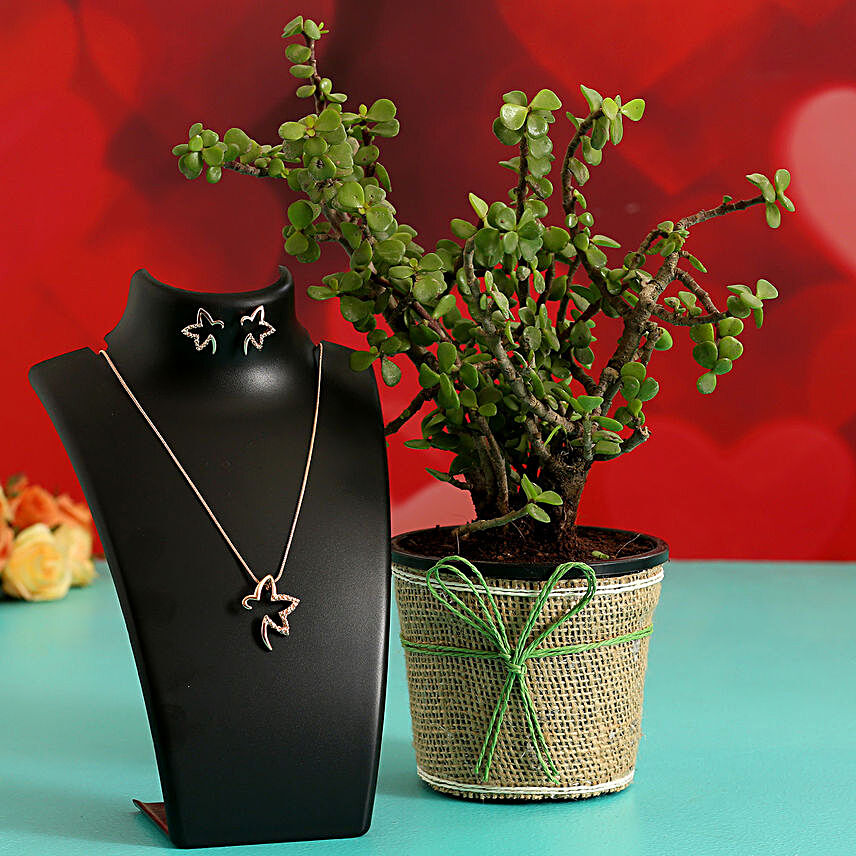 Jade Plant In Plastic Pot & Jewellery Set
