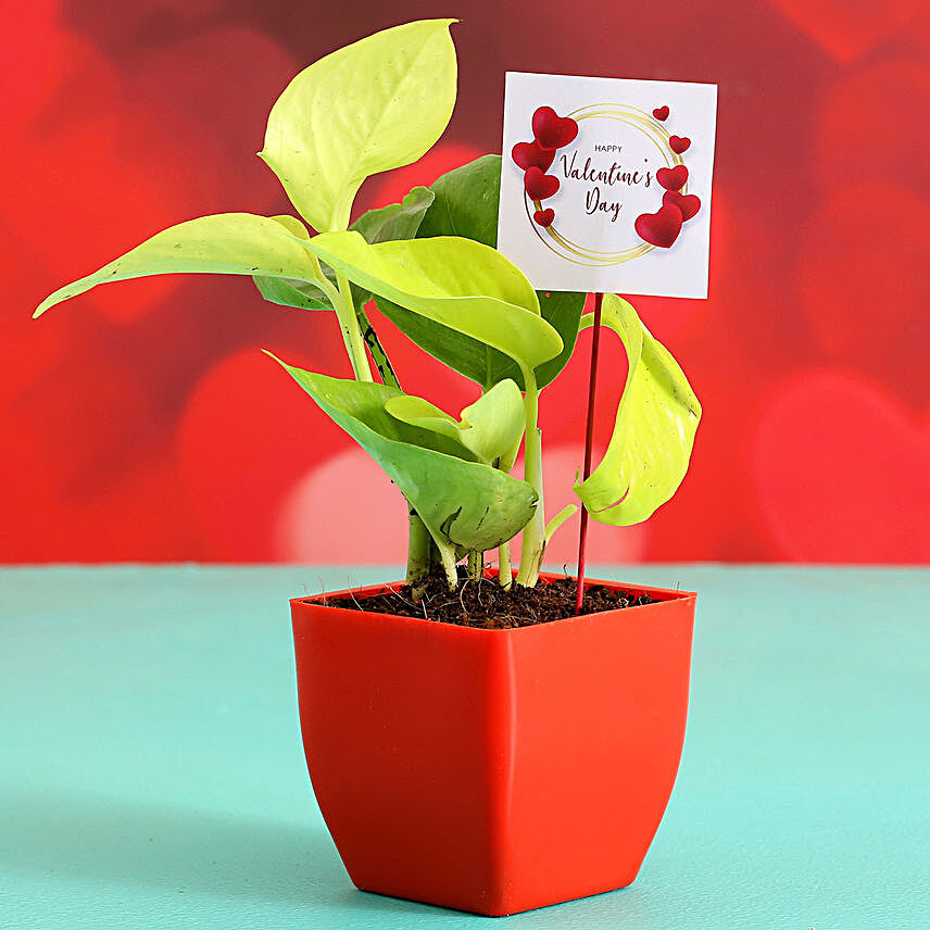 Money Plant In Red Plastic Pot With V-Day Tag