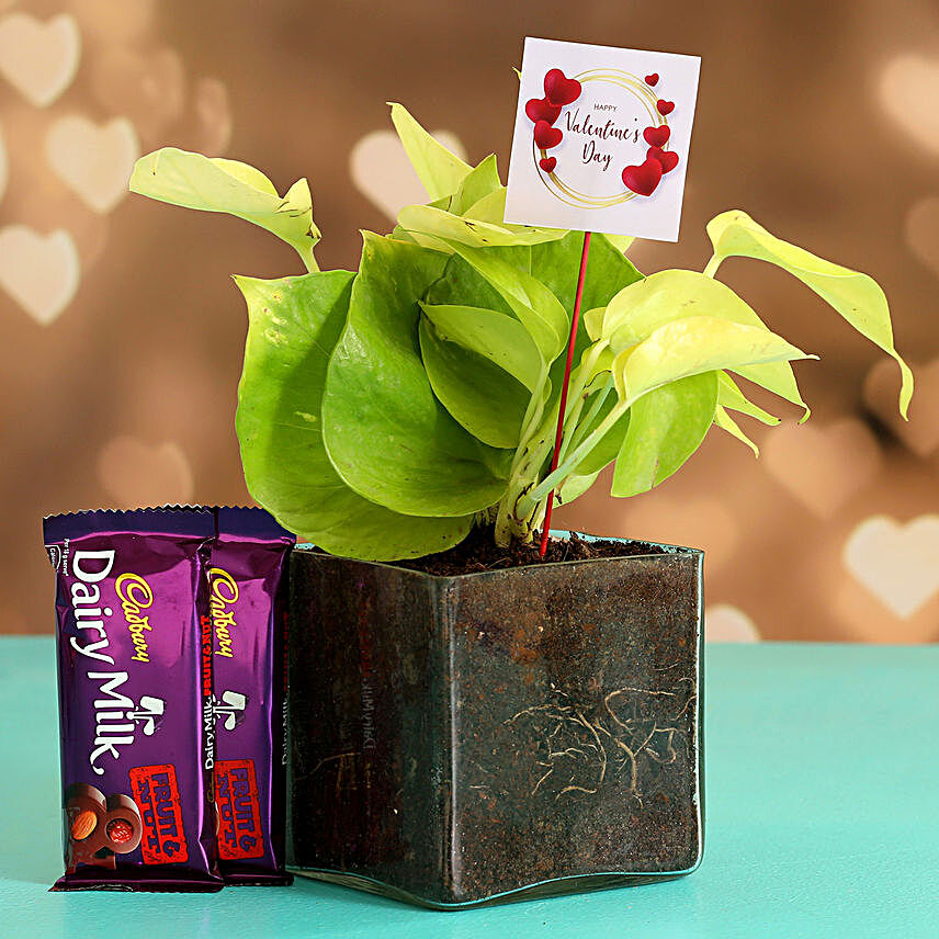 Money Plant In Glass Vase With V Day Tag and Cadbury Fruit N Nut