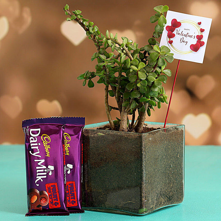 Jade Plant In Glass Vase With V Day Tag and Cadbury Fruit N Nut