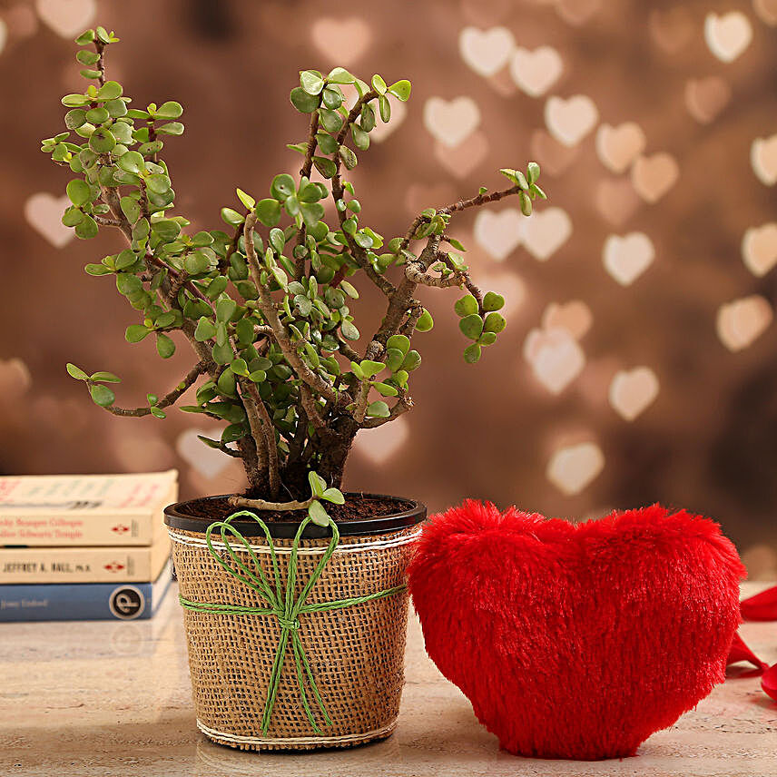 Jade Plant In Brown Jute Wrapped Pot & Red Heart