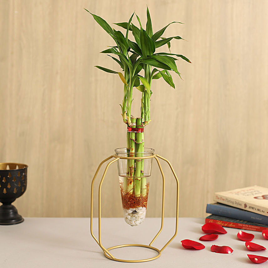 One Layer Bamboo Plant In Clear Cone Yellow Stand
