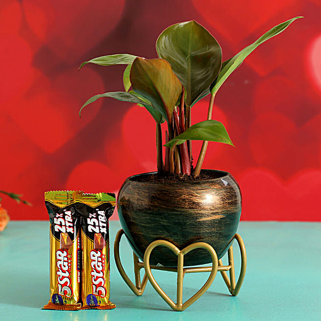 Red Philodendron Plant In Stone Finish Pot 5 Star Chocolates