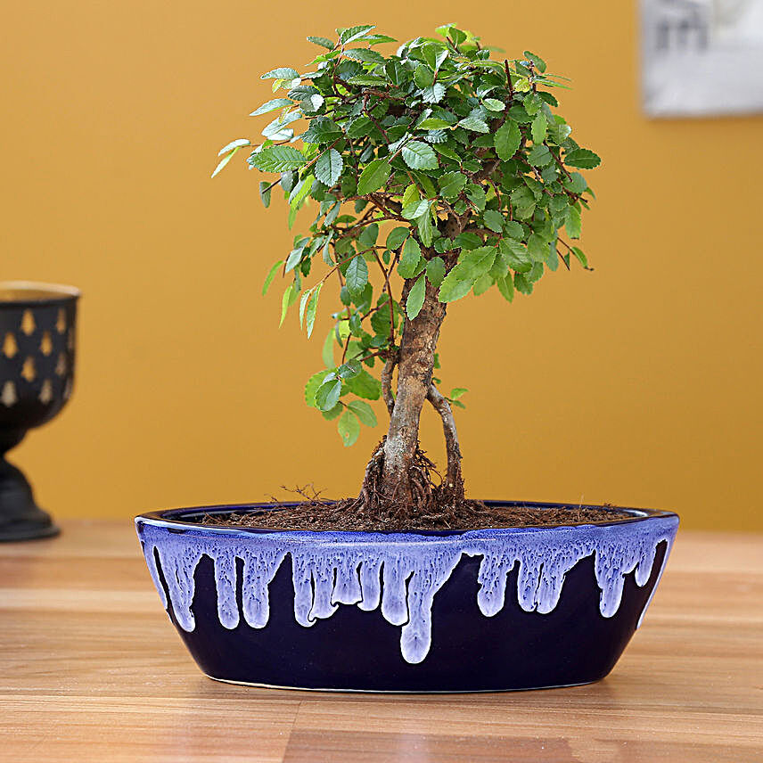 Elm Carmona Plant In Blue Ceramic Pot