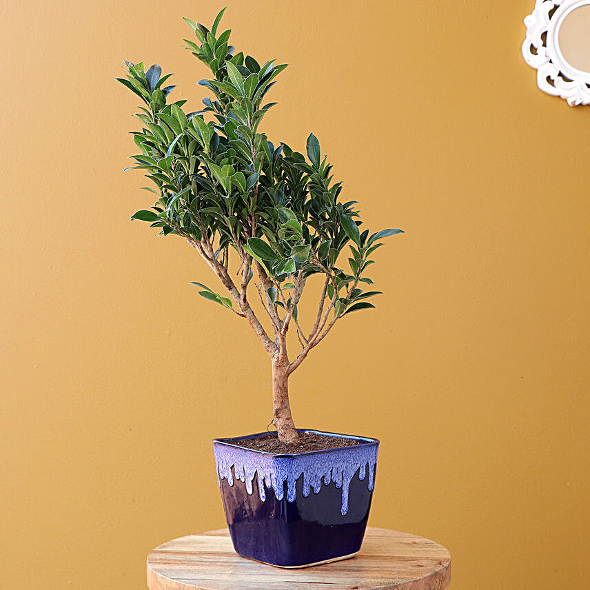 I Shaped Ficus Plant In Blue Ceramic Pot