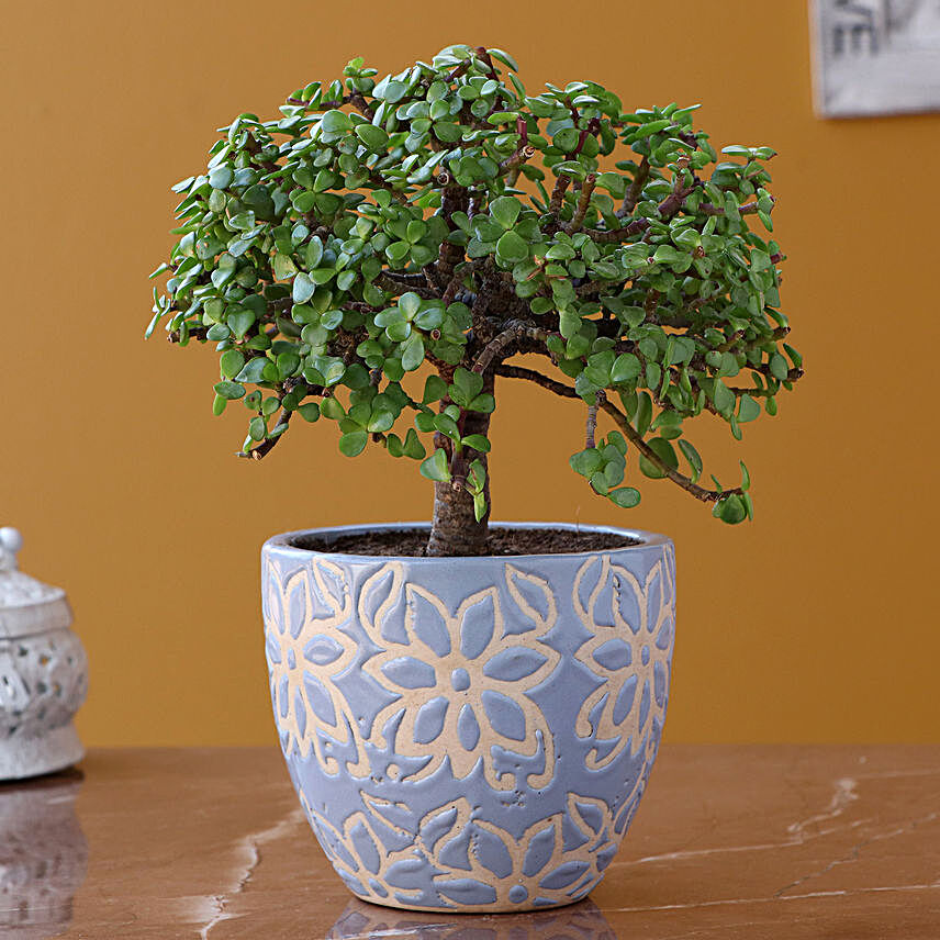 Jade Plant In Sky Blue Ceramic Pot