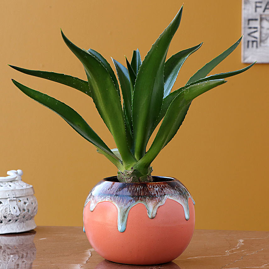 Lotus Cactus Plant In Peach Ceramic Pot