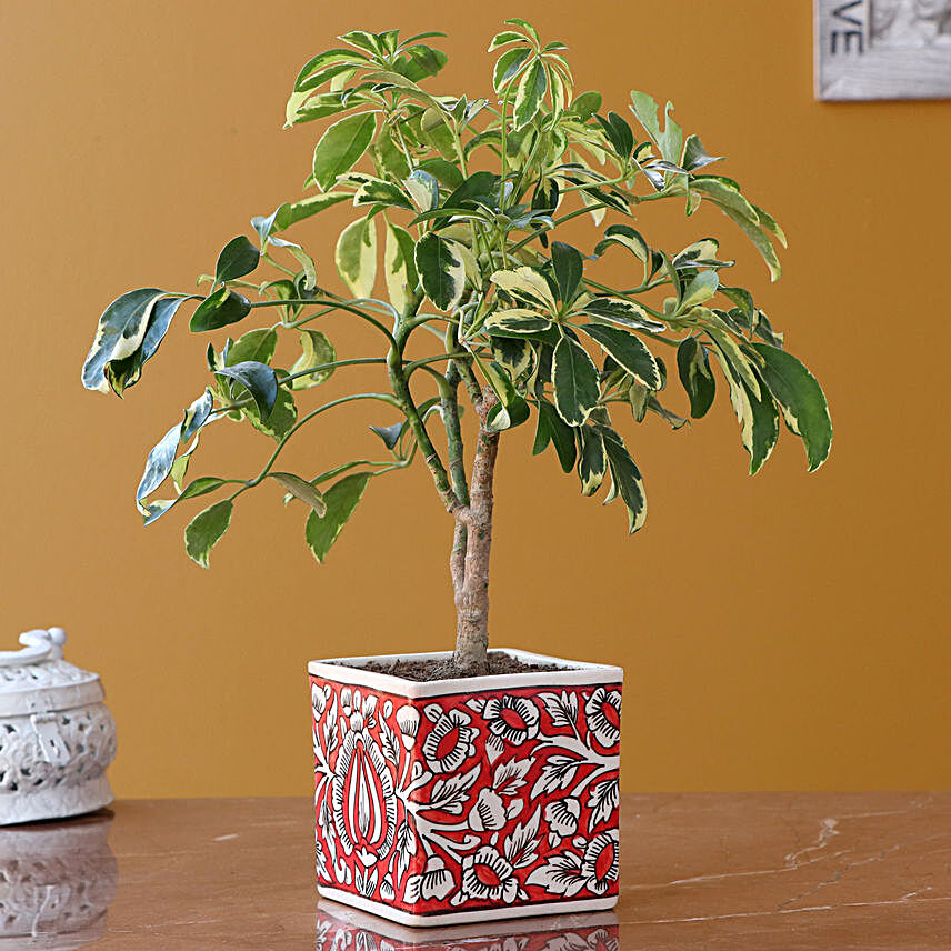 Schefflera Plant In Handpainted Ceramic Pot