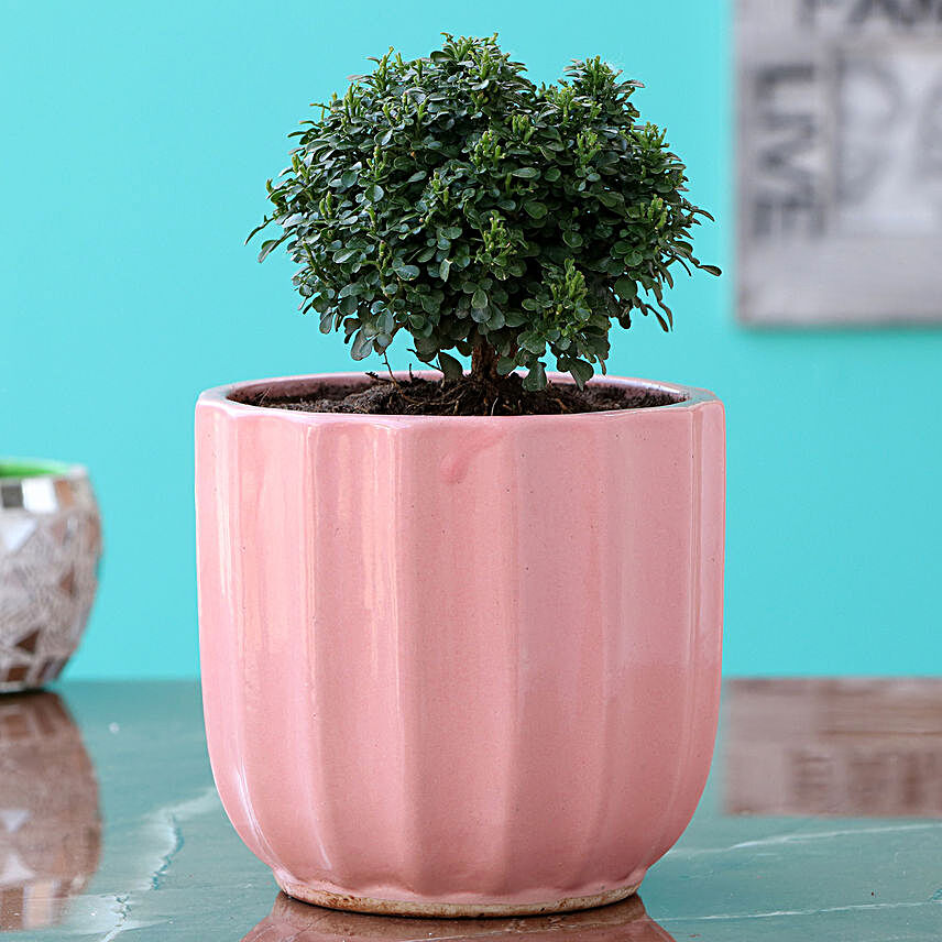 Table Kamini Plant In Pink Ceramic Pot
