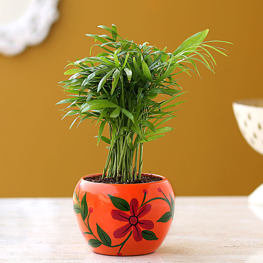 Online Chamaedorea Palm Plant:Air Purifying Plants: Gift Freshness