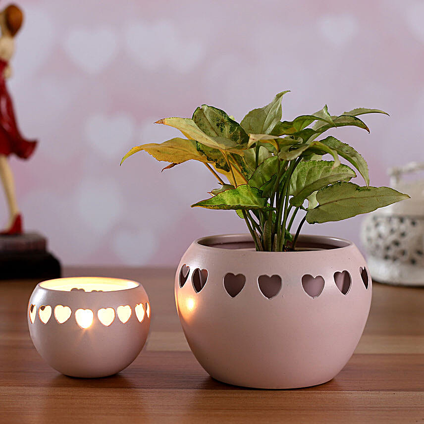 Syngonium Plant In White Heart Pot & Candle Pot