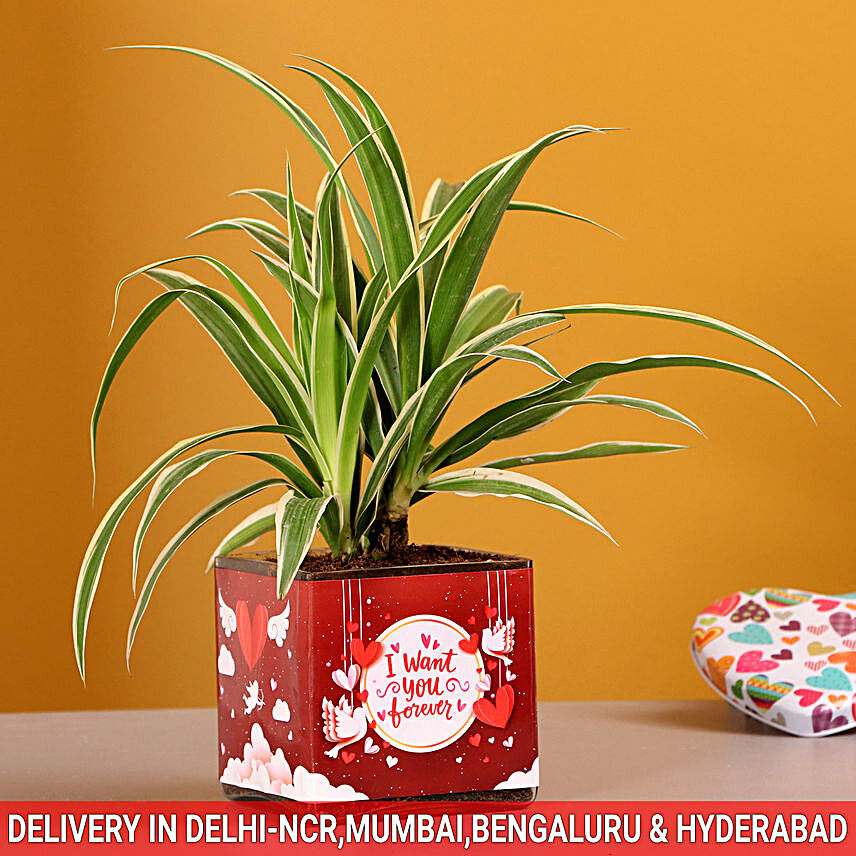Spider Plant In Want You Forever Vase