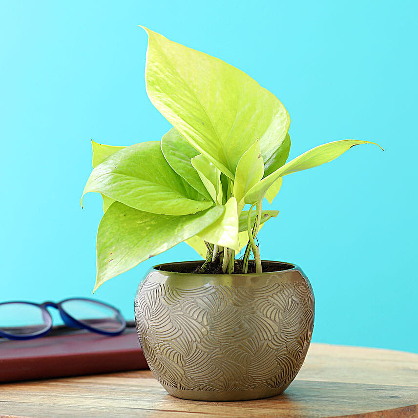 Golden Money Plant In Brass Pot