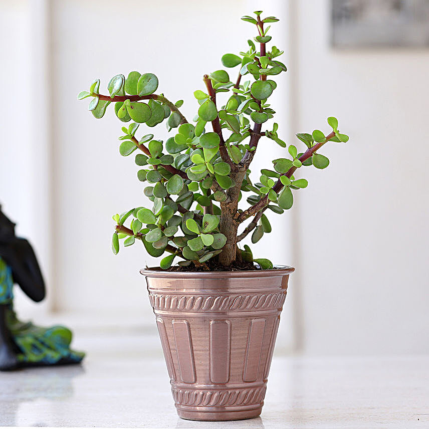Jade Plant In Red Copper Pot