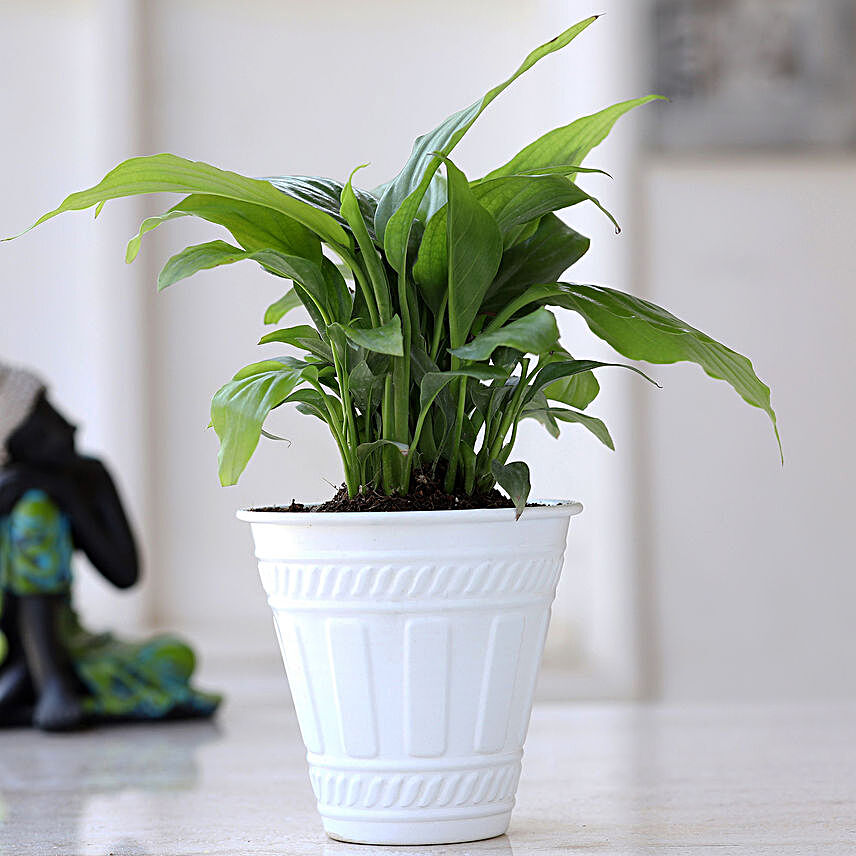 Peace Lily Plant In Matte White Iron Embossed Pot