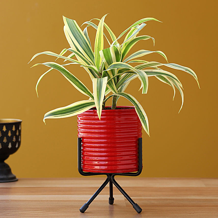 Song Of India Plant In Red Pot With Stand