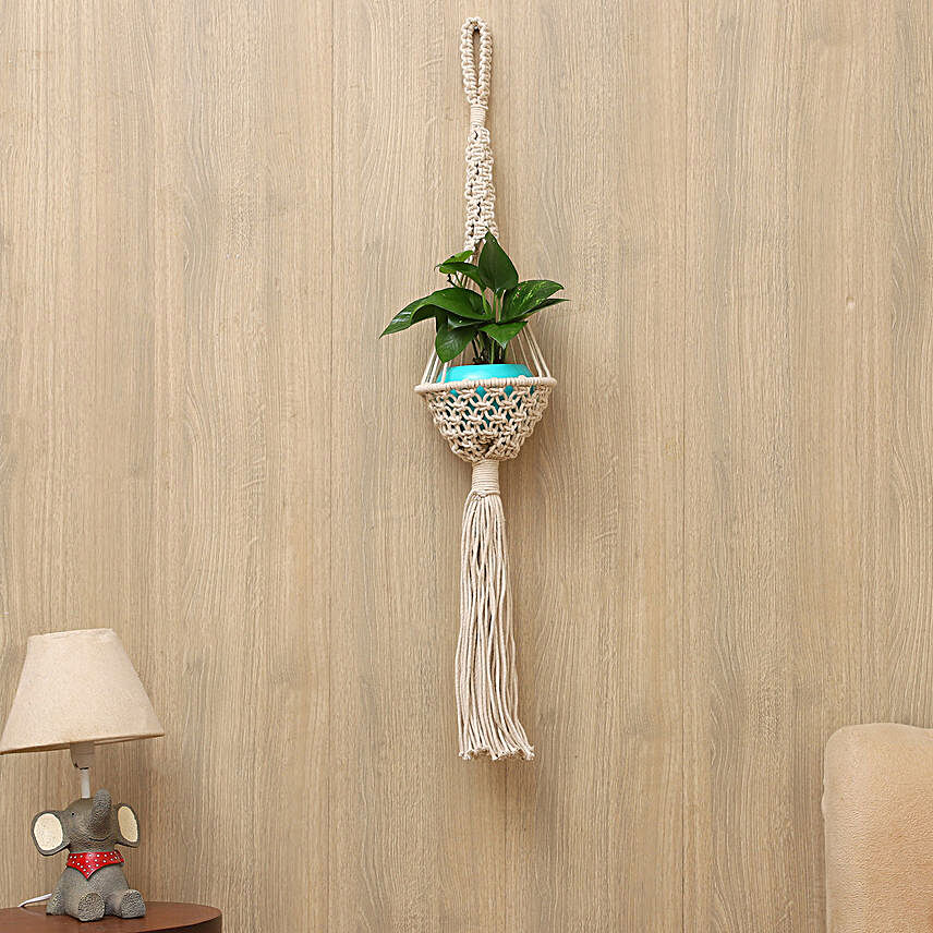 Money Plant With Handcrafted Macrame Plant Hanger