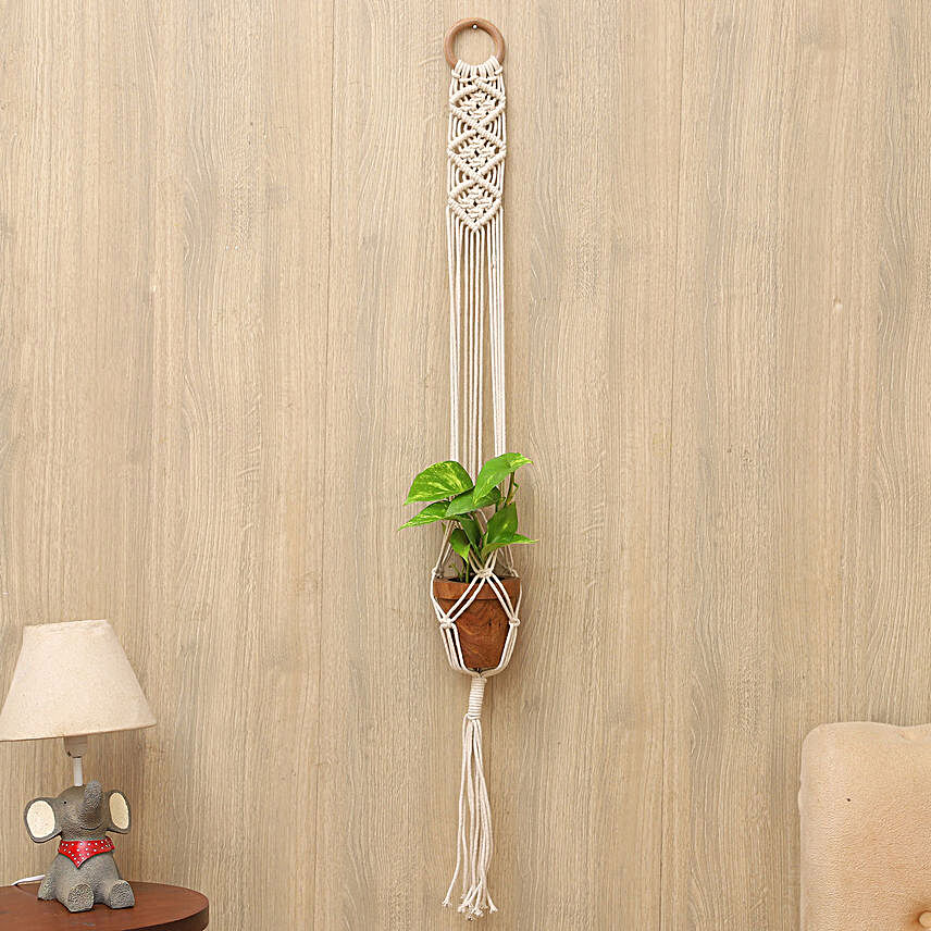 Money Plant With Unique Handcrafted Hanging Planter