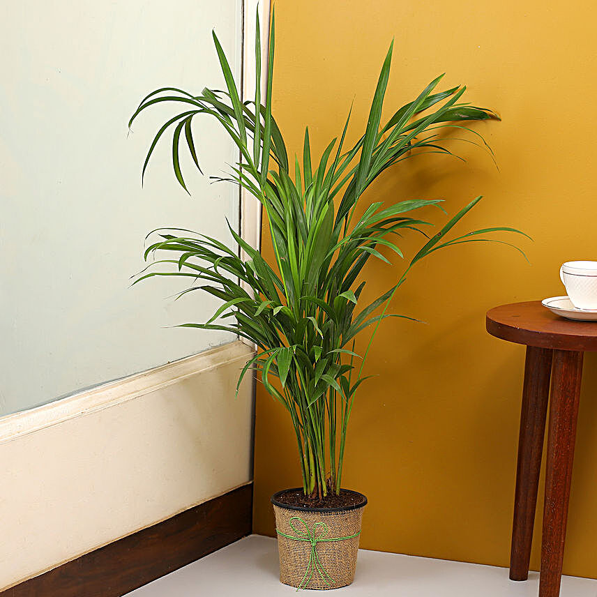 Areca Palm Plant In Black Nursery Plant Hand Delivery:Air Purifying Plants: Gift Freshness
