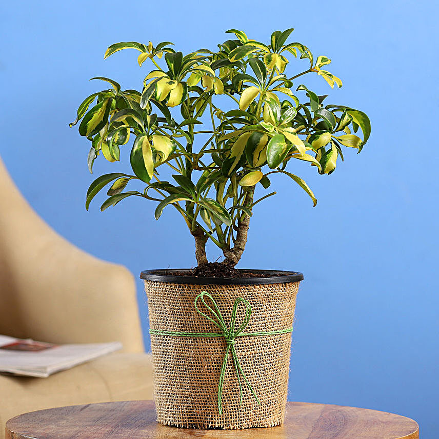 Schefflera Bonsai Plant In Black Nursery Plant Hand Delivery:Bonsai Plants