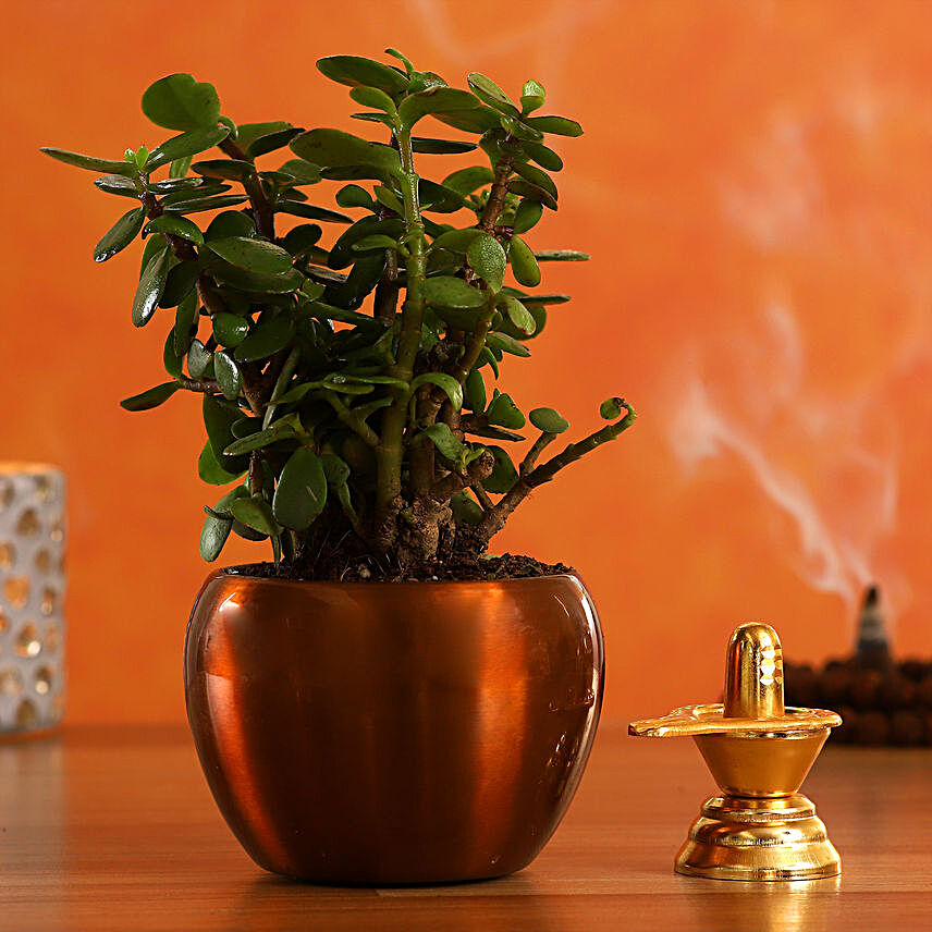 Shivling Jade Plant In Brass Pot