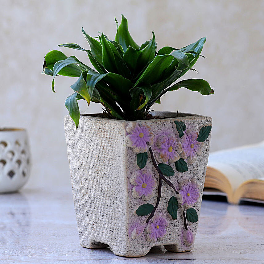 Dracaena Plant In Flower Embossed Pot